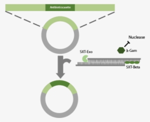 Recombineering With The Sxt-system - Circle