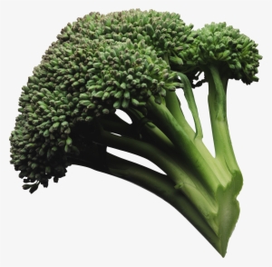 Broccoli Nine - 5 Examples Of Go Foods