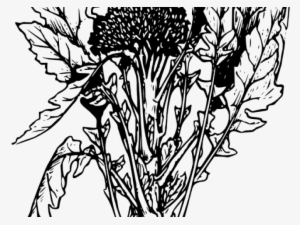 Broccoli Clipart Outline - Planta De Brocoli Para Dibujar