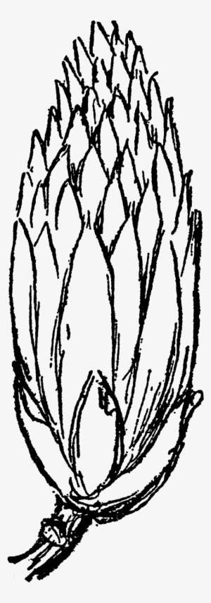 Tulip Tree Flower Illustration Download Png - Flower