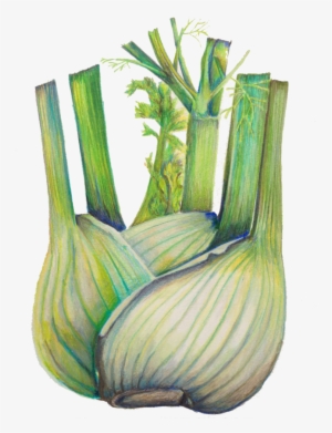 Fennel - Cut Flowers