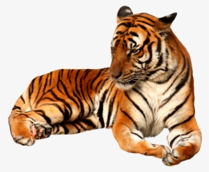 Sitting Tiger Free Png Image - Tiger Png