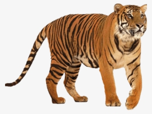 Tiger Png Transparent Images - Tiger All