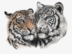 Drawn White Tiger Transparent - Fan-o-menal Textilien T-shirt Mit Print - Tiger - 10848