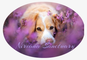 Cute Dog In Flowers To - Pretty Wallpapers For Chromebooks