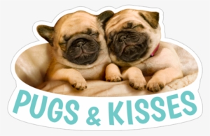 Pugs&kisses Cute Dogs Pugs - Sleepy Pugs