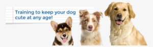 Keep It Cute Dog Training Alexandria, Arlington, Mclean, - Pembroke Welsh Corgi Notebook & Journal. Productivity