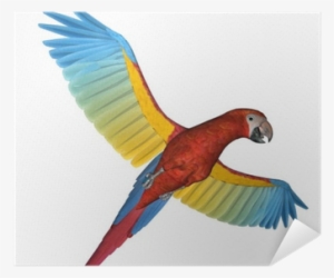 Parrot