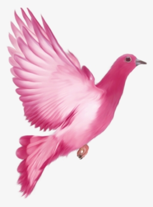 Pigeon In Editing
