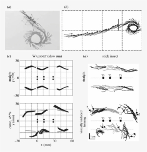Comparison Of Walking Stick Insects With Walknet - Phasmids