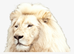 White Lion Foreground - White Lion