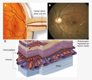 Central Retinal Artery And Vein Respectively - Retinal And Choroidal Circulation