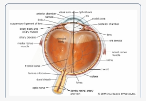 Anatomy Of The Eye [17] - Bleaching Of Rhodopsin
