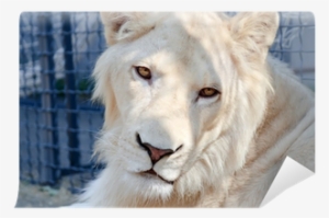 Portrait Of Beautiful Young White Lion Wall Mural • - Painting
