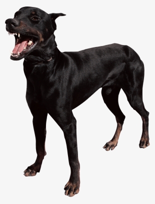 Dog Png Picture - Shake Rattle And Roll 12 Punerarya