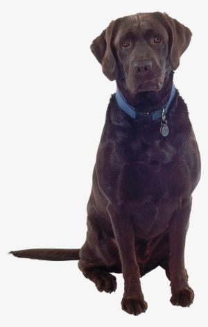 Dog Png Images - Dog