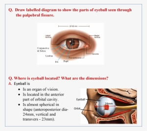 Eyeball Location And Dimensions - Dimension