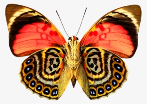 Butterfly Png Image - Butterfly With Beautiful Pattern