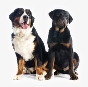 Petex Is A Nonprofit Organization In Kansas City - Rottweiler And Bernese