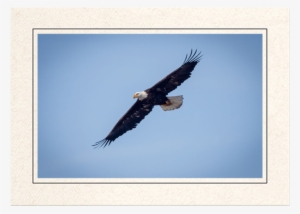 Bald Eagle In Flight - Bald Eagle