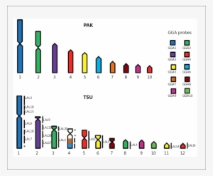 Map Of Chromosome Homology Between Trogon S - Chromosome