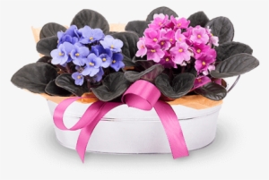 Joy In A Basket - Violetas