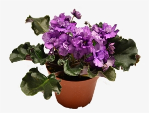 African Violet Isolated - African Violets
