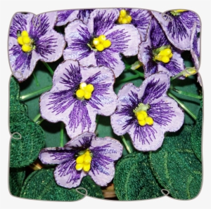 Purple Fabric African Violets - African Violets