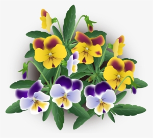 Violas Mix - Pansy