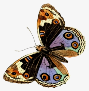 Butterflies°• - ‿✿⁀ - Lepidoptera