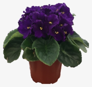 African Violet - African Violets