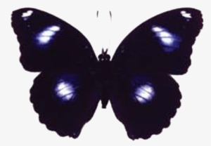 Butterfly House At Put In Bay - Blue Moon Butterfly