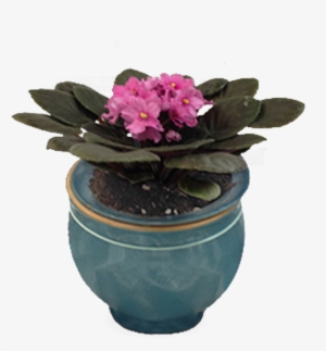 African Violet Plant - Flowerpot