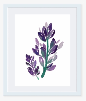 Sweet Violet - Lavandula Lanata