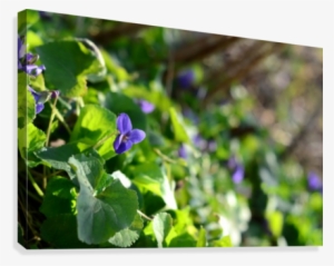 Spring Sweet Violets In The Garden Canvas Print - Baby Blue Eyes