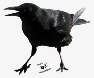 Crow - Crow Screaming Png