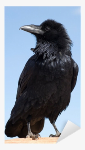 Black Crow Journal: 150 Page Lined Notebook/diary [book]