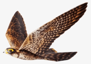 Do You Think This Is A Bird No - Robird Clear Flight Solutions