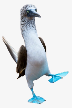 North Seymour Island, Galapagos The Birds Move With - Blue Footed Booby Png