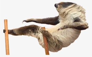 Psbattle Chill Sloth Png Sloth Jokes Pickle - Transparent Png Attack Animal