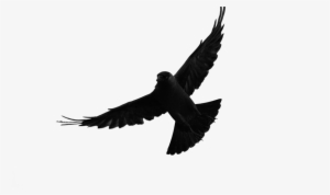 Jackdaw Real - Jackdaw Silhouette