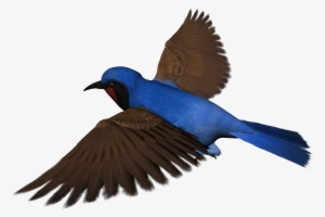 Bee Birds Cliparts Free Download Clip Art Free Clip - Free Bird Clipart Png