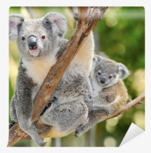 Australian Koala Bear With Her Baby, Sydney, Australia - Australian Koala Bear