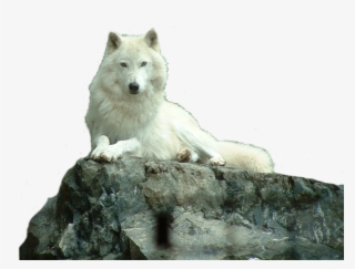 Image - Wolf White Png