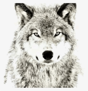Wolf Png Transparent Images - Wolves Dont Lose Sleep Over The Opinion
