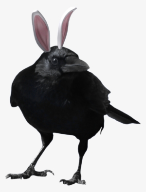 Post - Dc Titans Raven