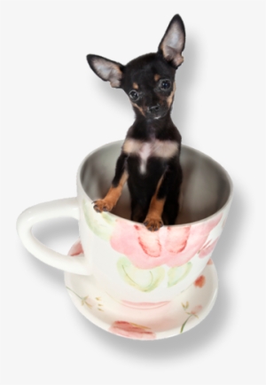 Teacups Puppy - Teacup Puppies