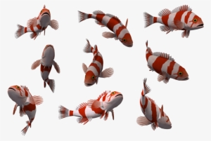 Fish Png - 10 Fish Png