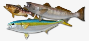 Aloha Spirit Sportfishing © - Cod