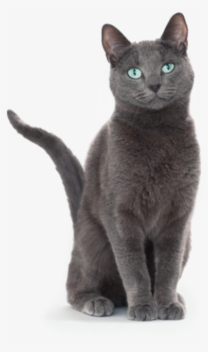Kitten Png Cat Png Transparent Country Selector - Sheba Cat